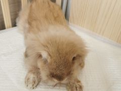 -北京观赏动物医院·24小时大型综合·猫专科·异宠专科