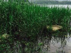 -长广溪湿地公园