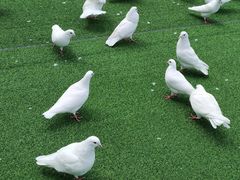 -洋湖国家湿地公园