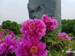 -洛阳市隋唐城遗址植物园