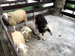 -清迈夜间动物园