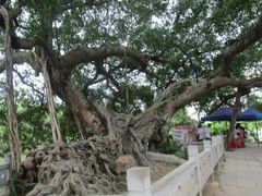 -小洲村