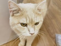 -COLOR PETS 撸猫馆·购猫·猫咖(长风大悦城店)