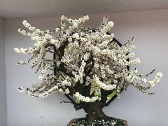 -香雪海