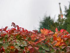 -三里屯东五街银杏大道