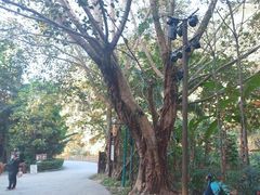 -西双版纳原始森林公园