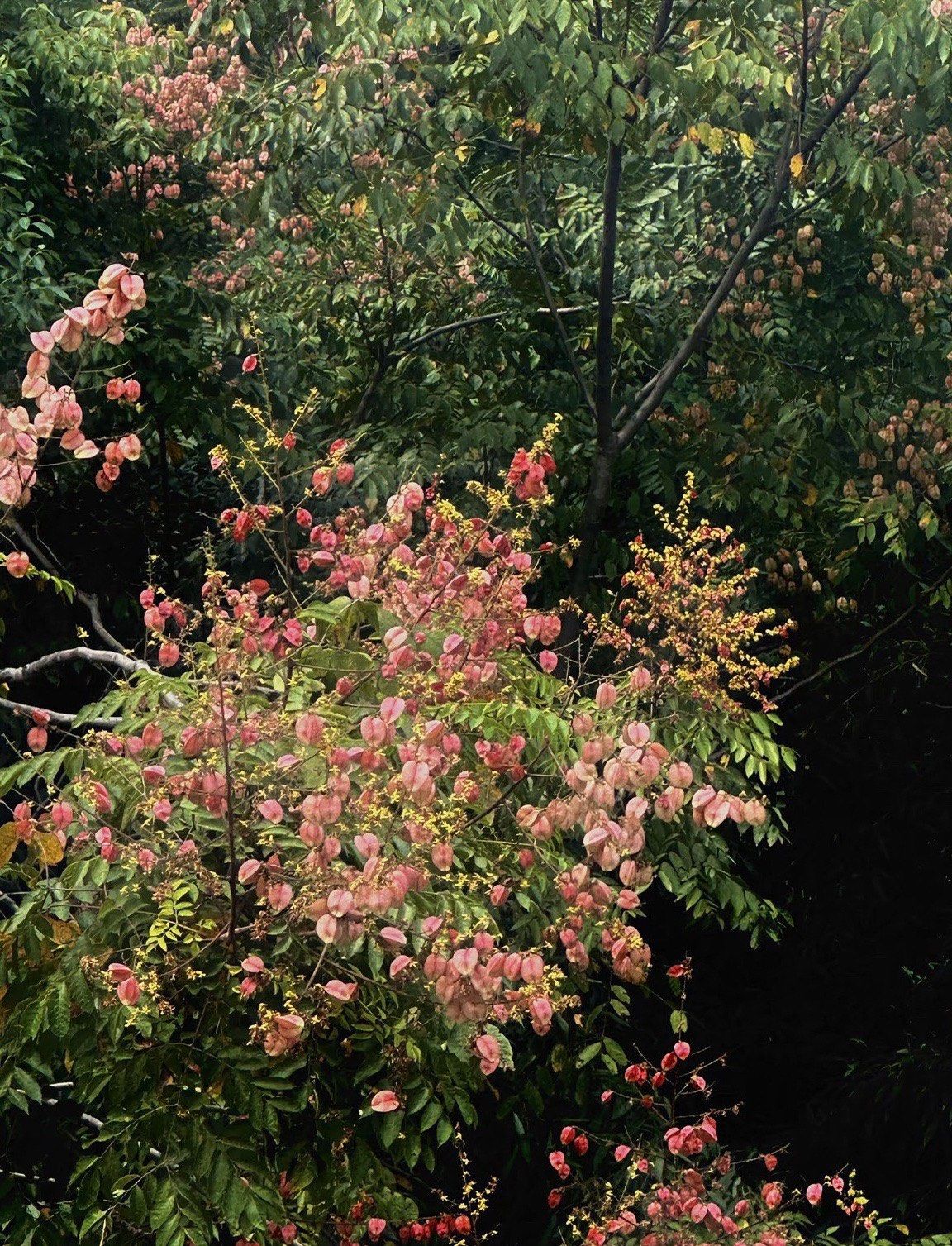 一半生长在秋天
初夏开花🌼一树金黄
初秋结果 一树浪漫


