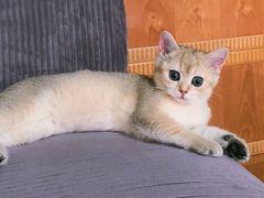-猫大福·Fortune Cat猫舍(百子湾店)