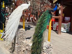 -呀路古热带植物园