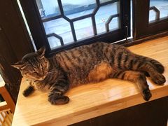 -猫的天空之城概念书店(杭州南宋御街店)