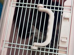 -创凡宠物医院·骨专科  猫科中心(西乡分院)