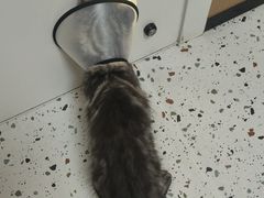 -瑞派康怡24h宠物医院·犬猫医疗中心·微创绝育(瑞景分院)