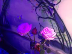 -星宿秘码(鼓浪屿老店)