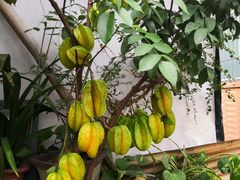 -椰爺爺·椰子冻砵仔糕