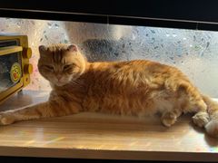-平行世界·猫咖(首经贸店)