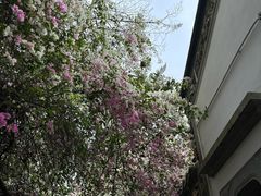 -深圳国际园林花卉博览园