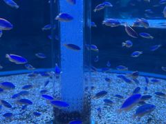 -海合安成都极地海洋公园