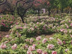 -洛阳市隋唐城遗址植物园