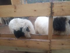 -HERRE·FARM 赫尔露营农场·团建聚会包场