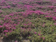 -羊亭河湿地公园