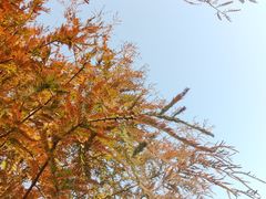 -五缘湾湿地公园