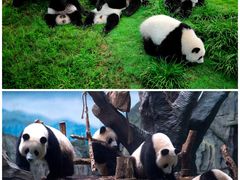 -成都大熊猫繁育研究基地