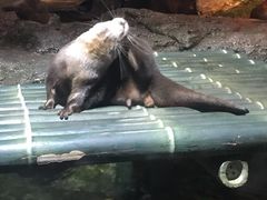 -暹罗海洋世界