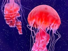 -珠海长隆海洋王国