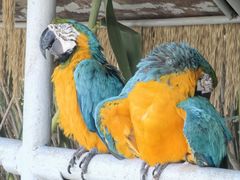 -西霞口神雕山野生动物世界