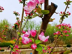 -海棠花溪(元大都城垣遗址公园)