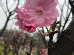 -天适樱花悠乐园
