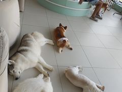 -怪兽屋·羊驼·猫咖·狗咖(俊华广场店)