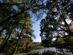 -上海共青森林公园