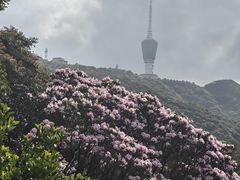 -梧桐山风景名胜区