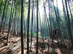 -上海佘山国家森林公园天马山园