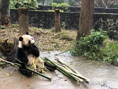-都江堰中华大熊猫苑