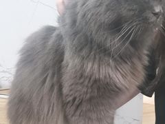 -楼上猫咖(罗湖店)
