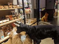 -百好乐宠物友好餐厅(朝外大街店)