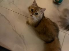 -猫爷宠物生活馆·撸猫馆