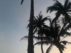 -东郊椰林