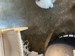 -喵屿·大理花园猫咖