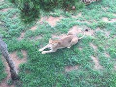 -西霞口神雕山野生动物世界