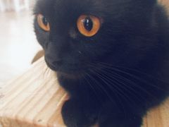 -李小姐の猫咖啡馆(五角场店)