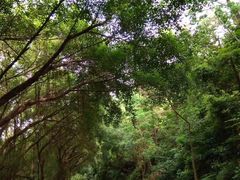-大雁山风景区