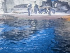 -海合安武汉极地海洋公园