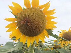 -兴福老面馆(寺路街店)