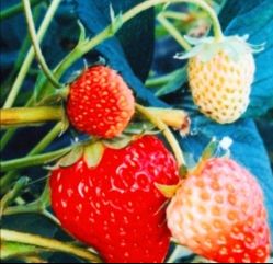 -麦粒鸟亲子游