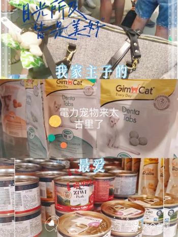 我养了一只猫,那只猫是我从小养到大的,背井离乡