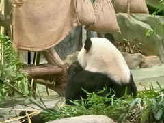 -灵玲国际马戏城