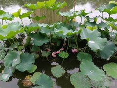 -陈家山荷花公园